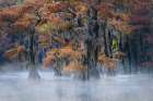 Autumn colors on Caddo Lake, Texas. Worlds largest bald cypress forest. Art Print